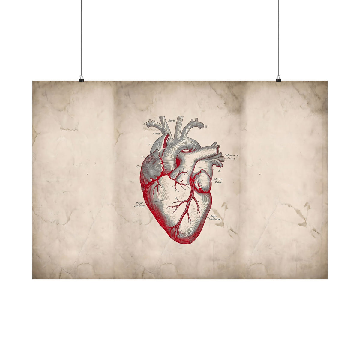 The Anatomical Heart - Wall Art For Doctor Office | Matte Poster (Landscape)