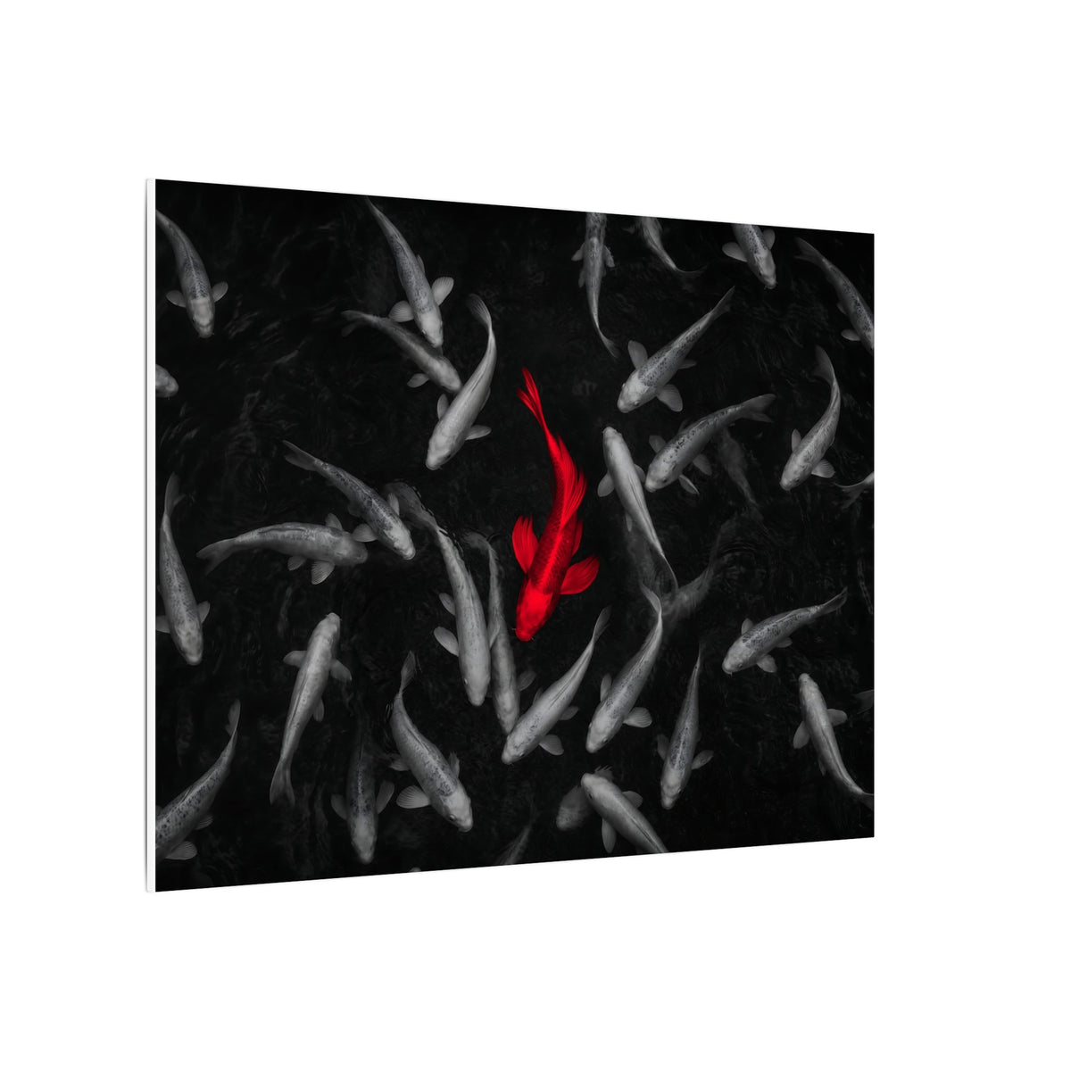 The Red Koi - Red And Black Wall Art | Canvas (Landscape)