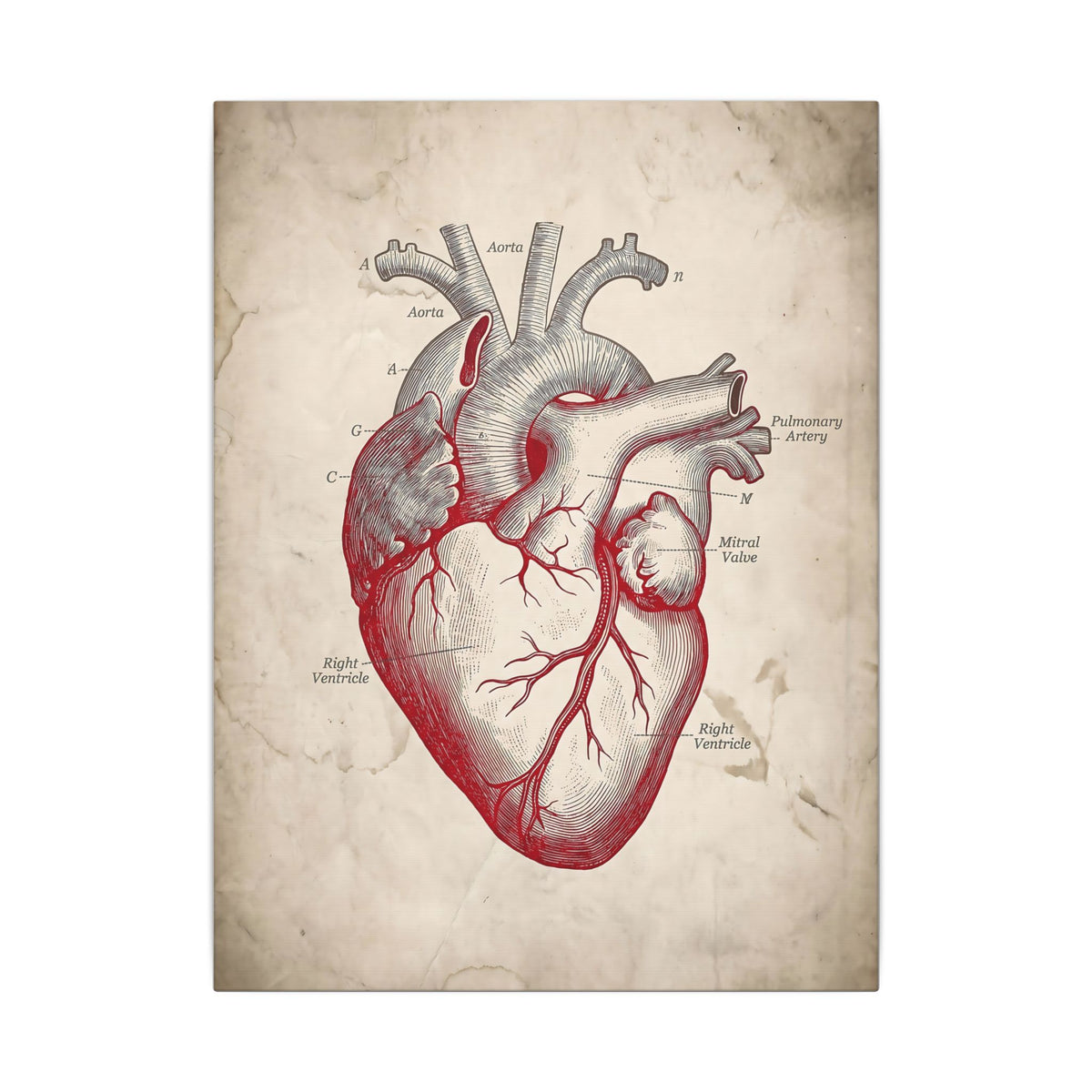 The Anatomical Heart - Wall Art For Doctor Office | Canvas