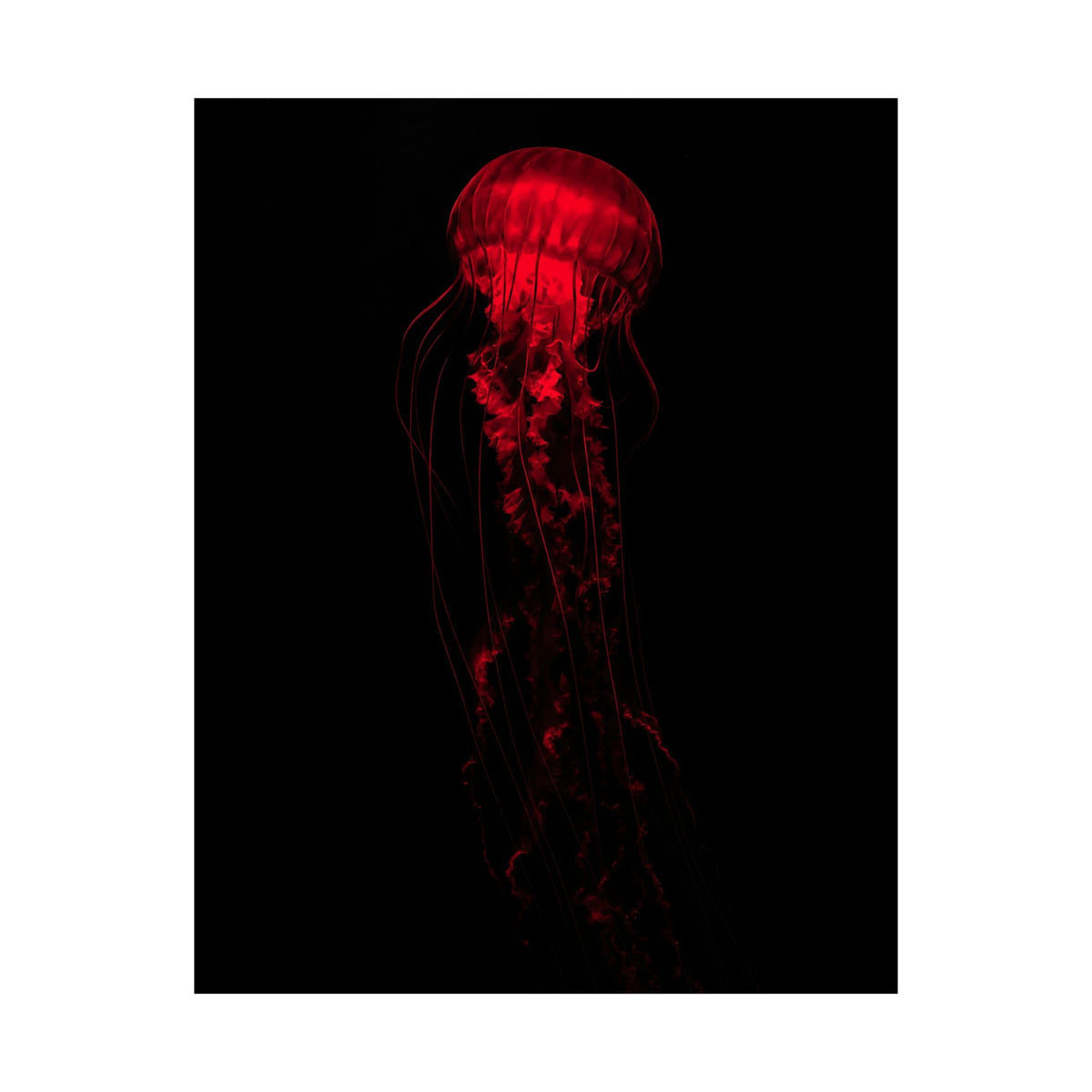 The Drifter - Red Wall Art Decor | Matte Poster