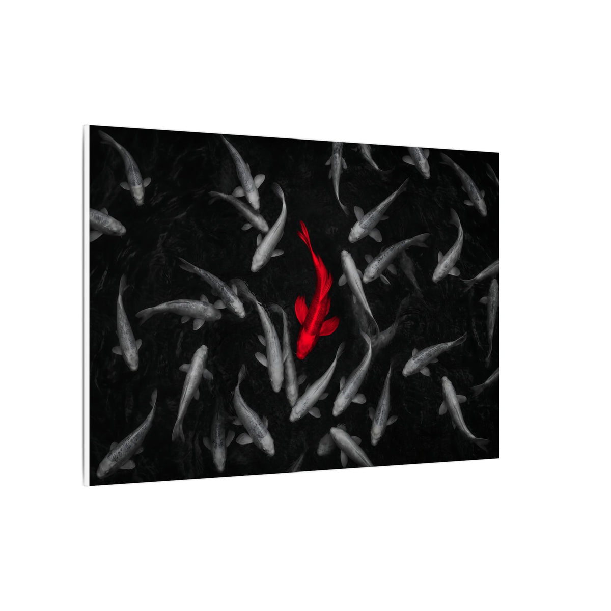 The Red Koi - Red And Black Wall Art | Canvas (Landscape)