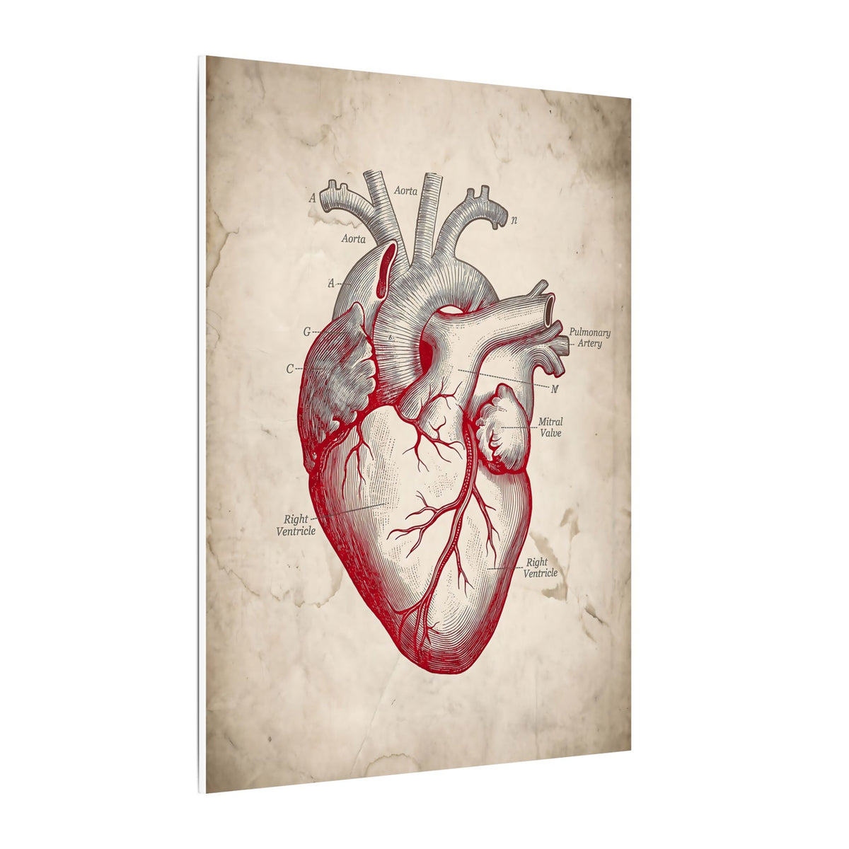 The Anatomical Heart - Wall Art For Doctor Office | Canvas
