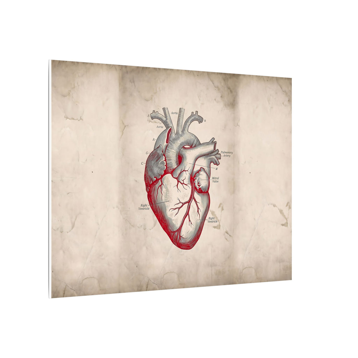 The Anatomical Heart - Wall Art For Doctor Office | Canvas (Landscape)
