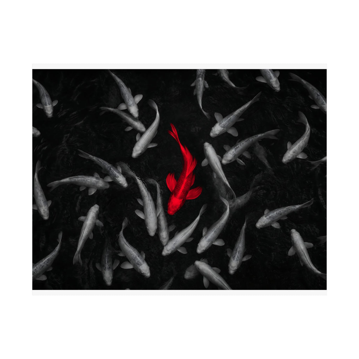 The Red Koi - Red And Black Wall Art | Matte Poster (Landscape)