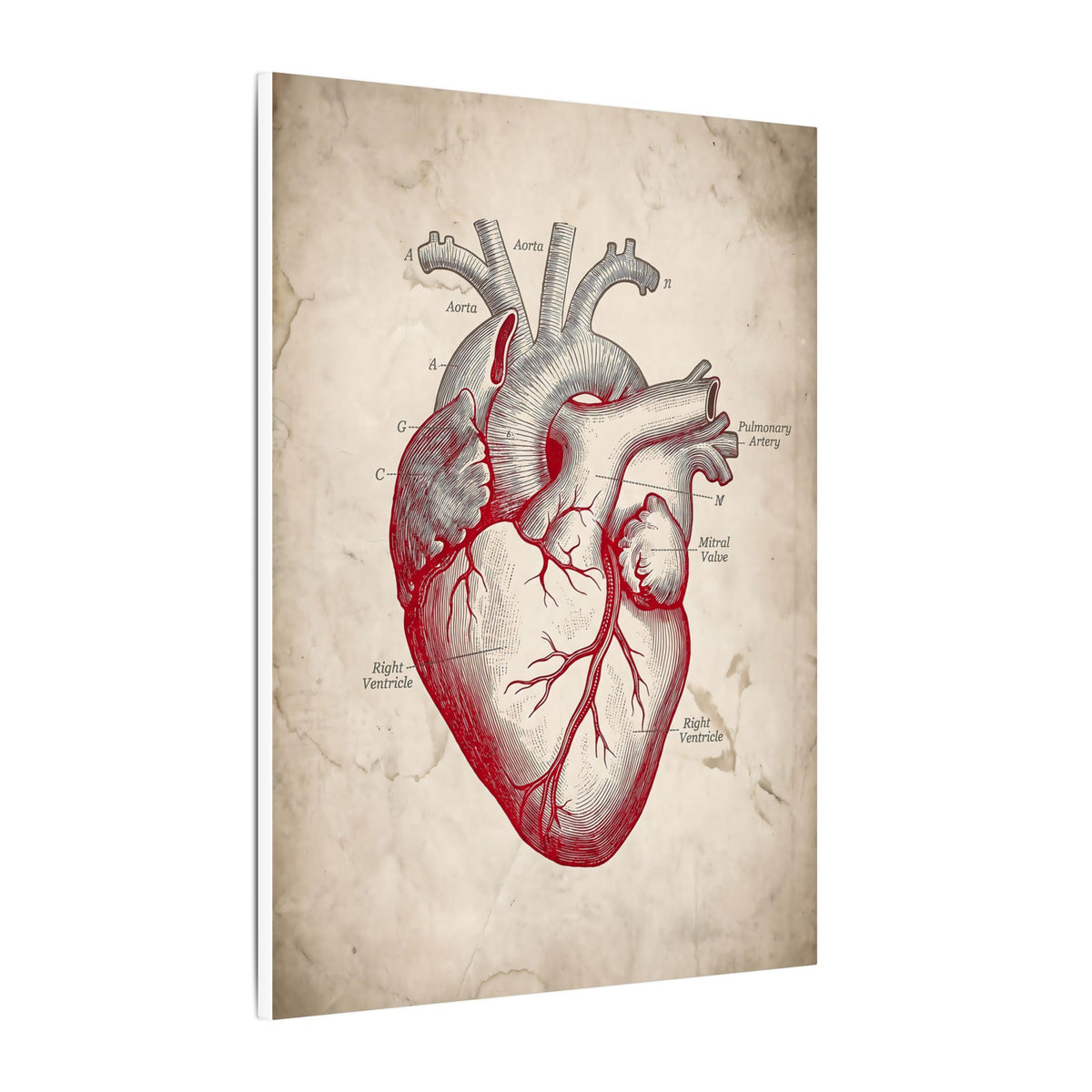 The Anatomical Heart - Wall Art For Doctor Office | Canvas