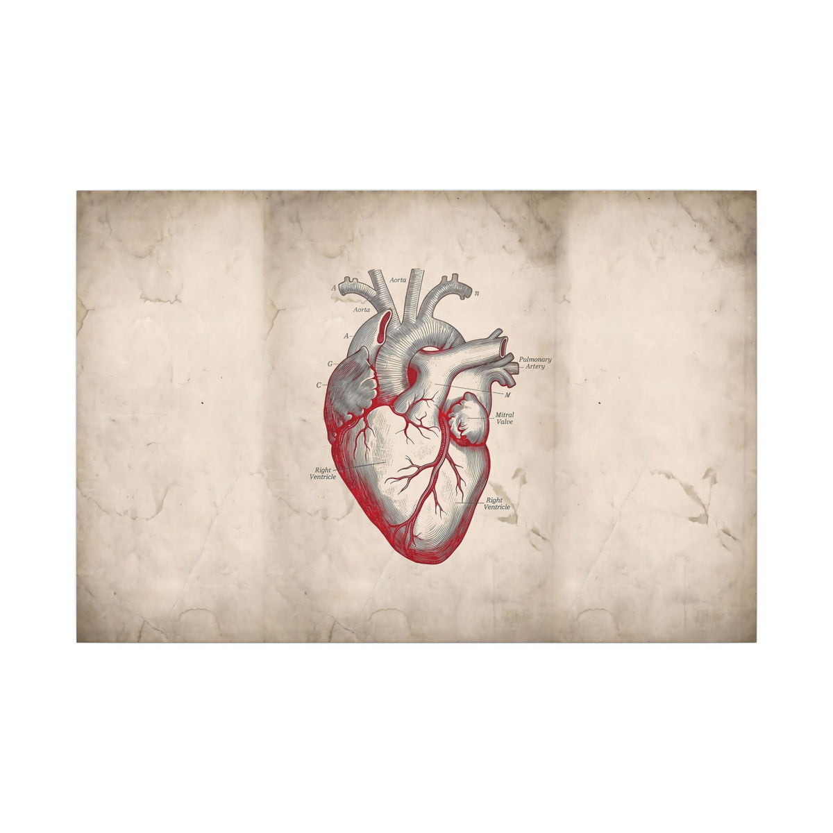 The Anatomical Heart - Wall Art For Doctor Office | Canvas (Landscape)