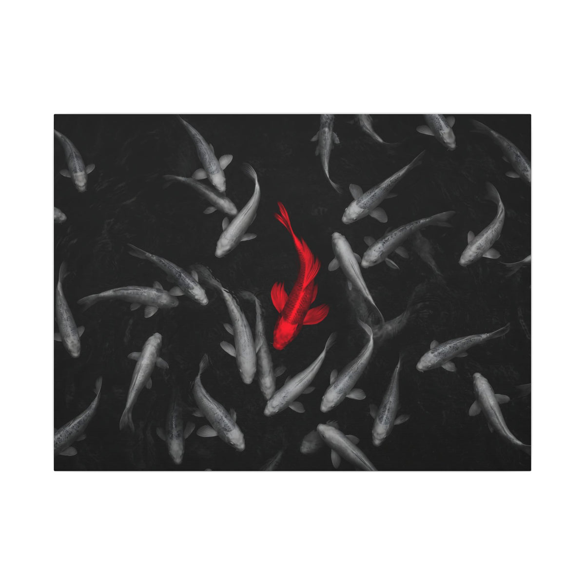 The Red Koi - Red And Black Wall Art | Canvas (Landscape)