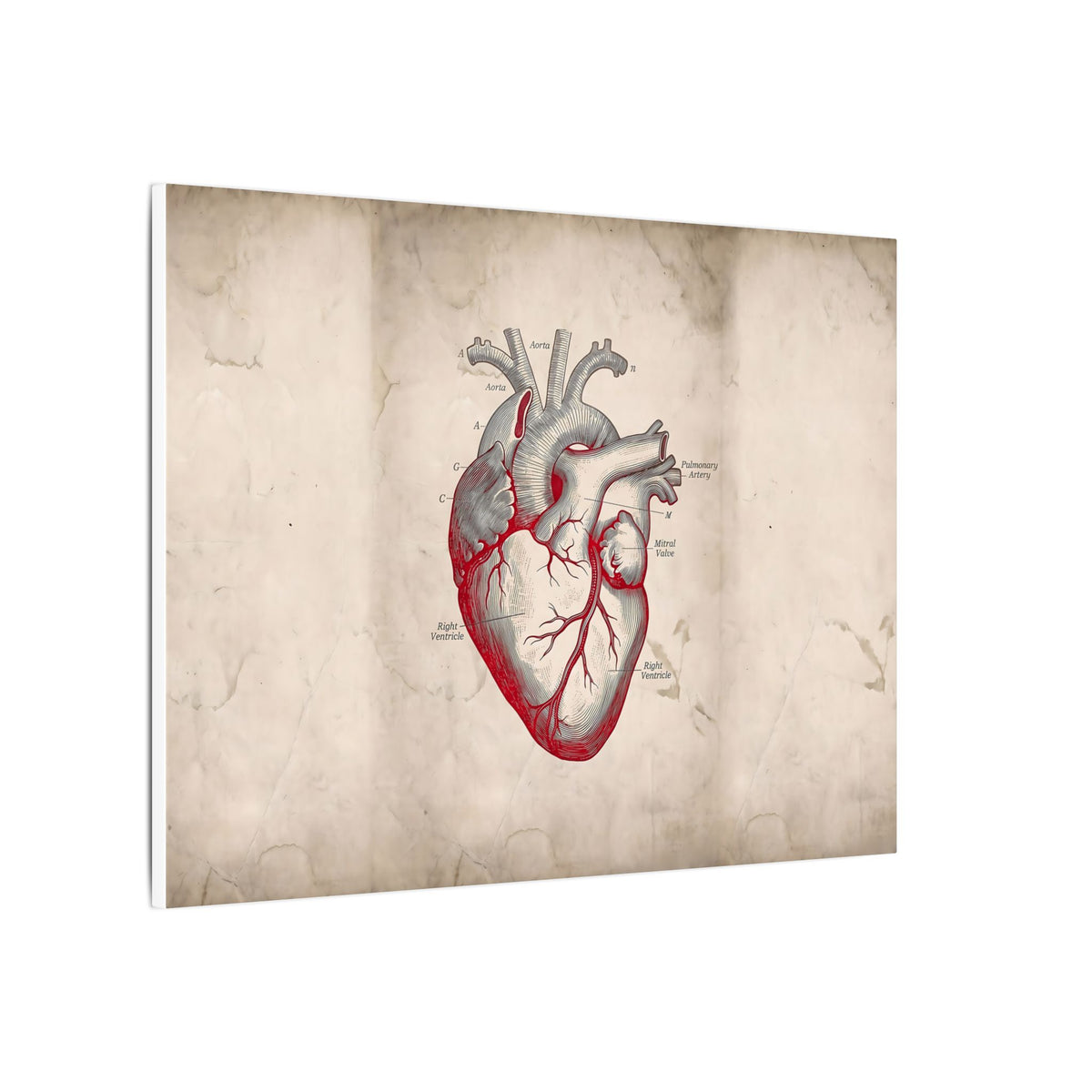 The Anatomical Heart - Wall Art For Doctor Office | Canvas (Landscape)