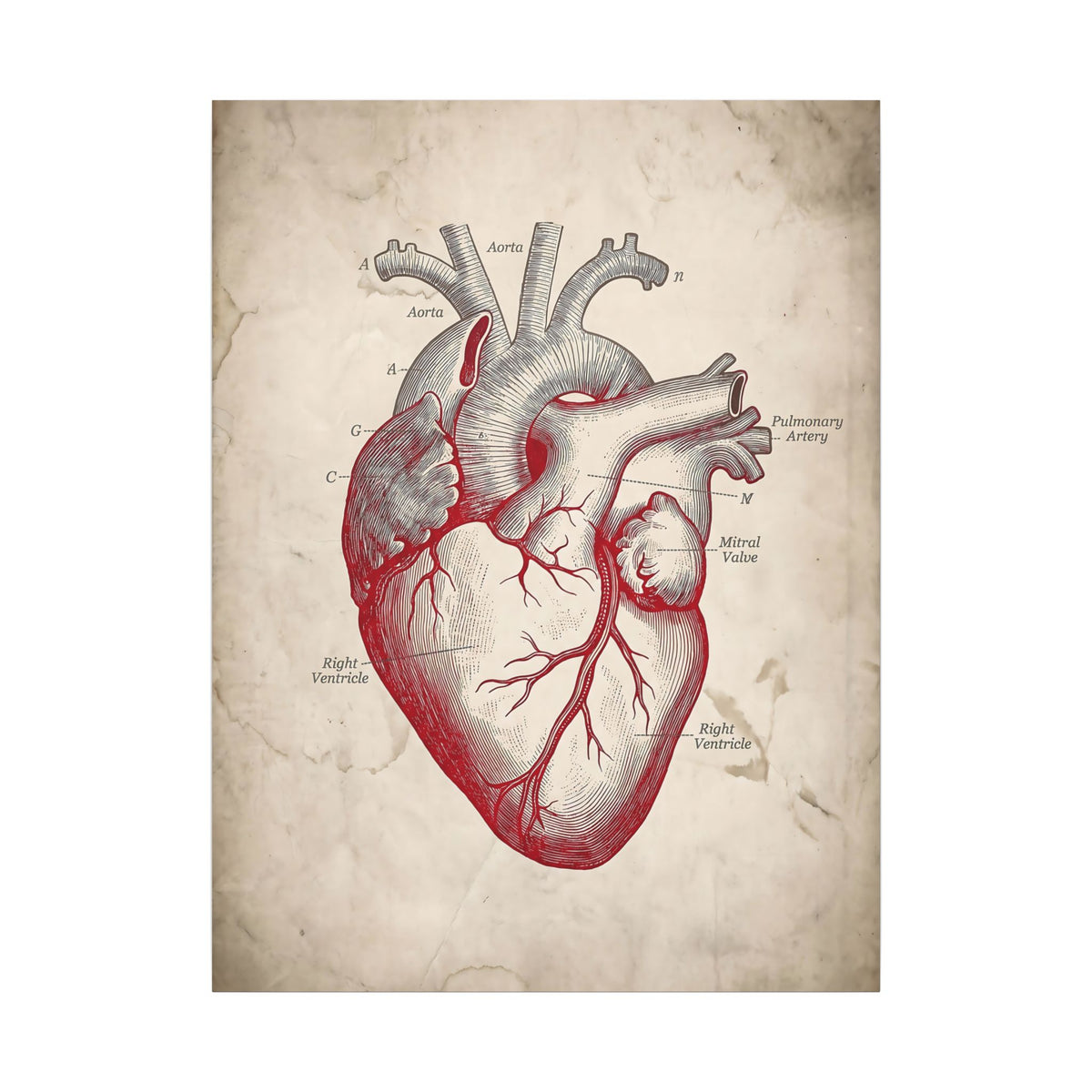 The Anatomical Heart - Wall Art For Doctor Office | Canvas