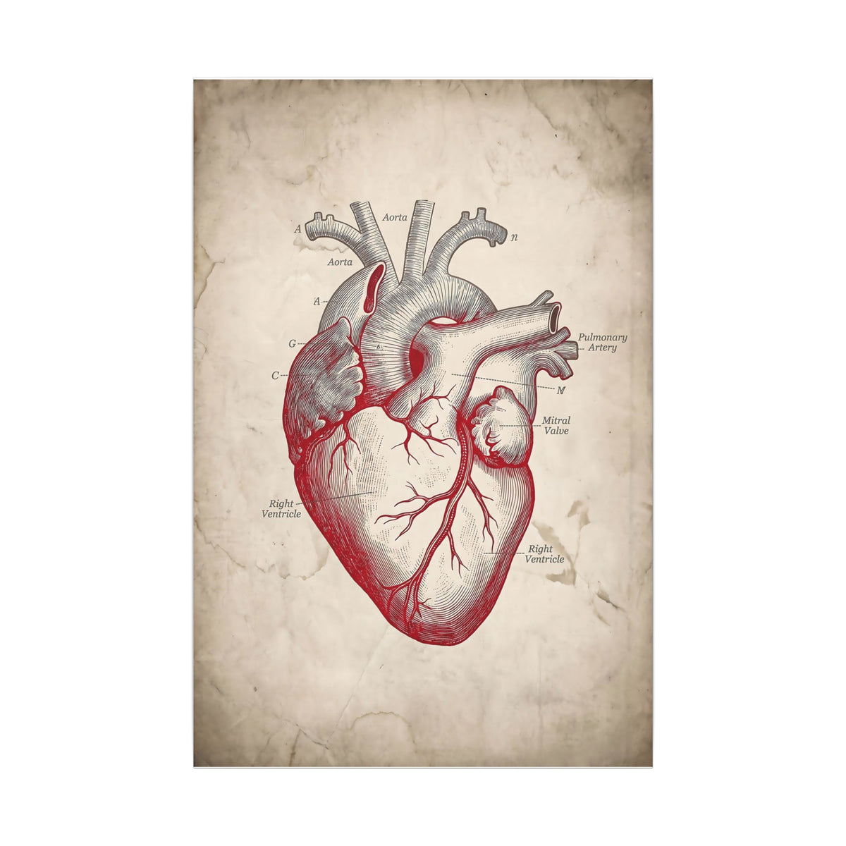 The Anatomical Heart - Wall Art For Doctor Office | Canvas