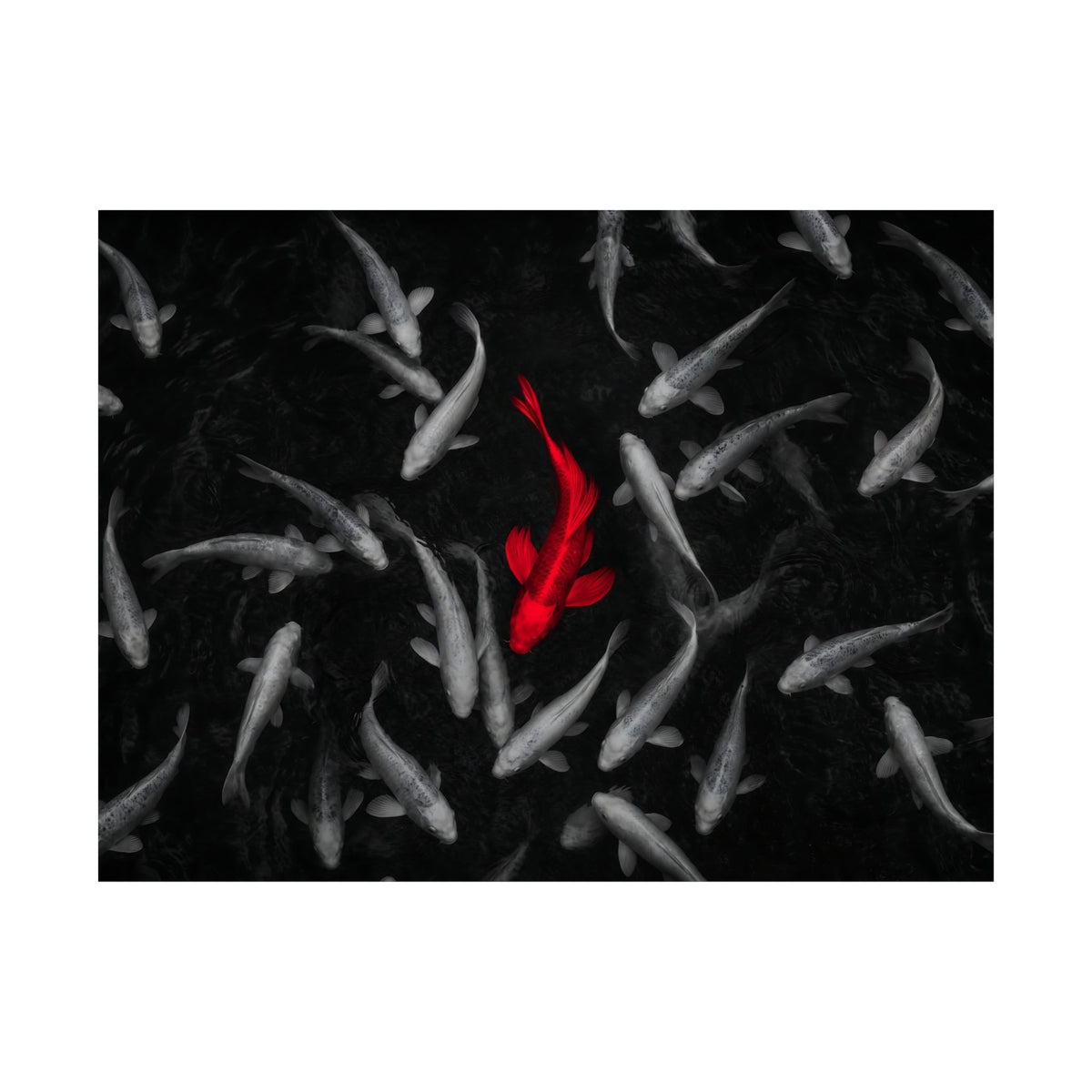 The Red Koi - Red And Black Wall Art | Matte Poster (Landscape)
