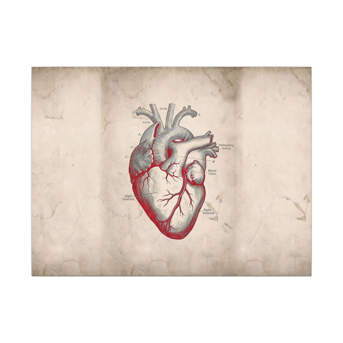The Anatomical Heart - Wall Art For Doctor Office | Canvas (Landscape)