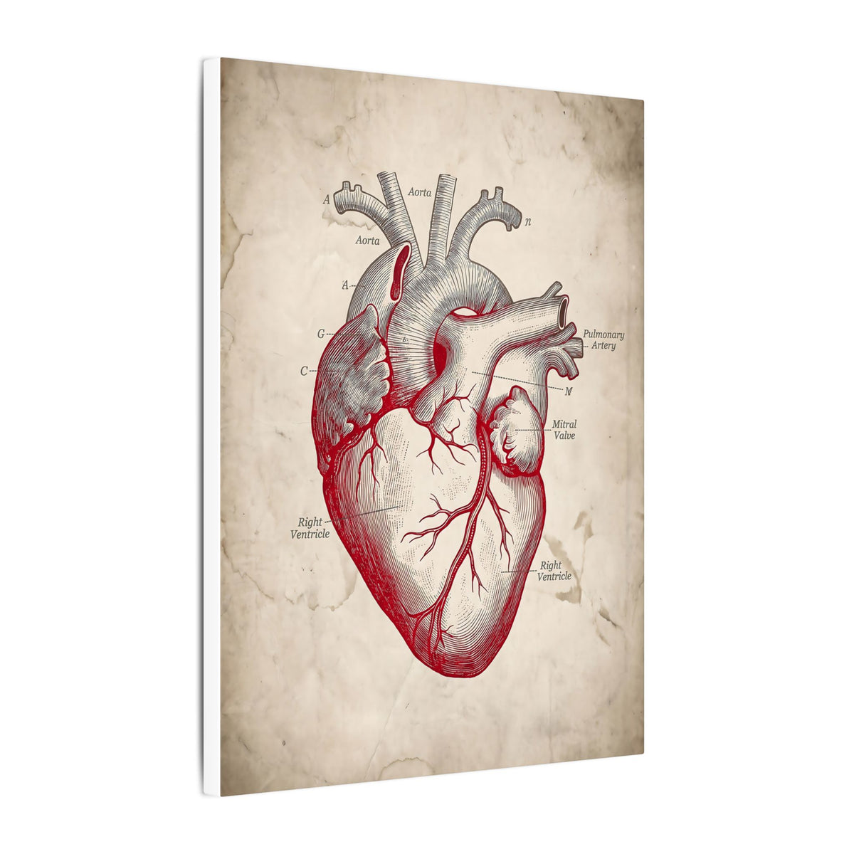 The Anatomical Heart - Wall Art For Doctor Office | Canvas