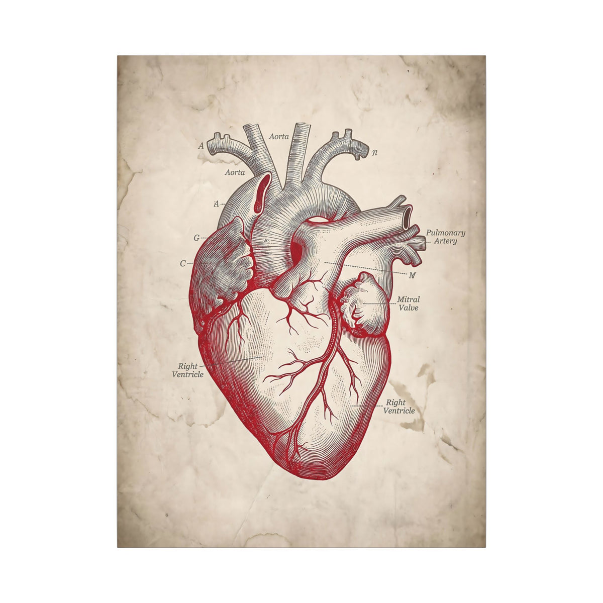 The Anatomical Heart - Wall Art For Doctor Office | Canvas