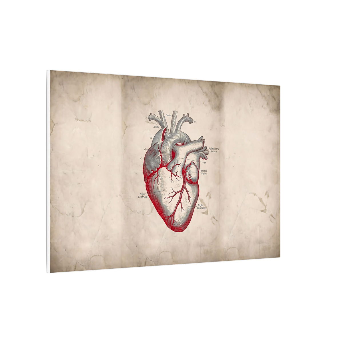 The Anatomical Heart - Wall Art For Doctor Office | Canvas (Landscape)