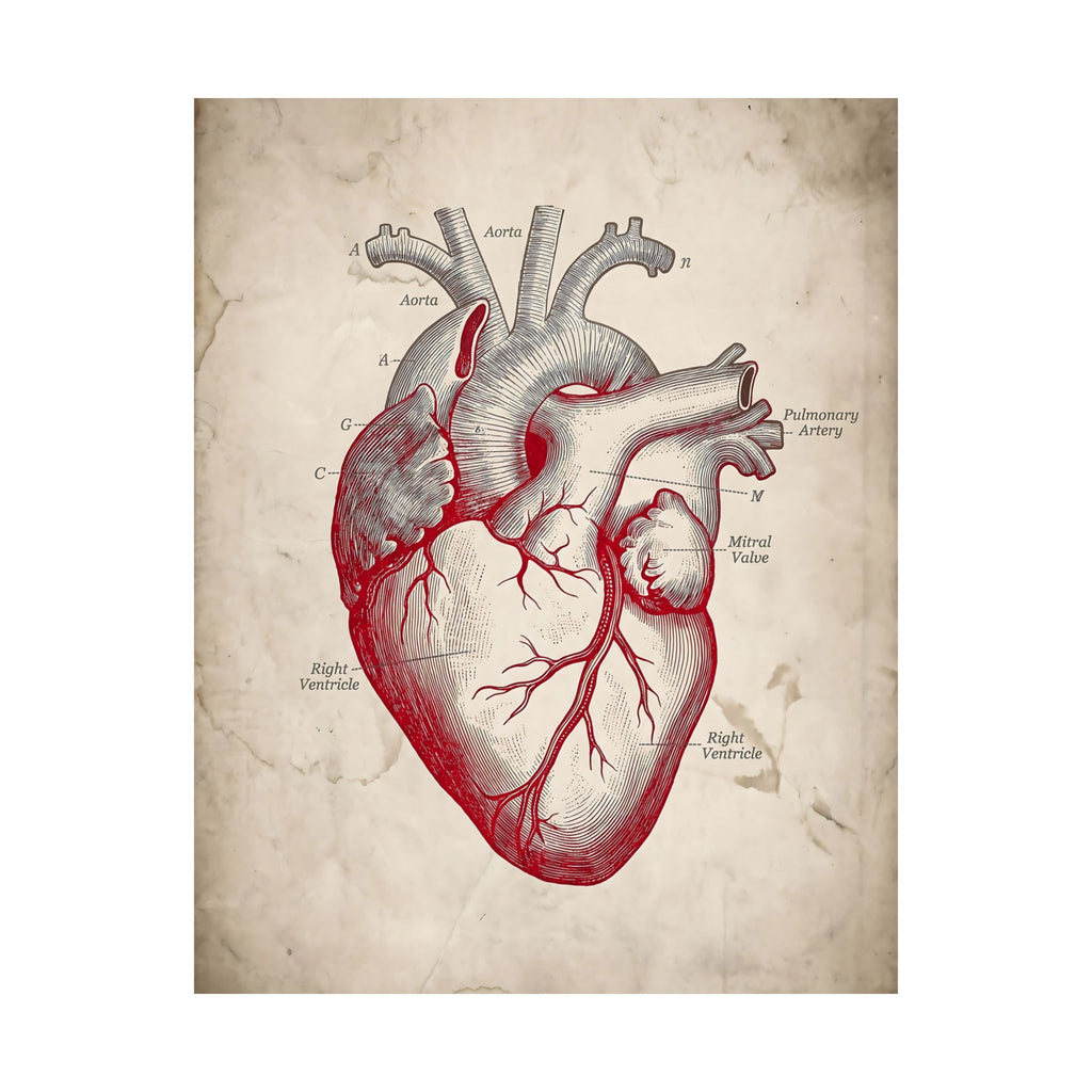 The Anatomical Heart - Wall Art For Doctor Office | Matte Poster