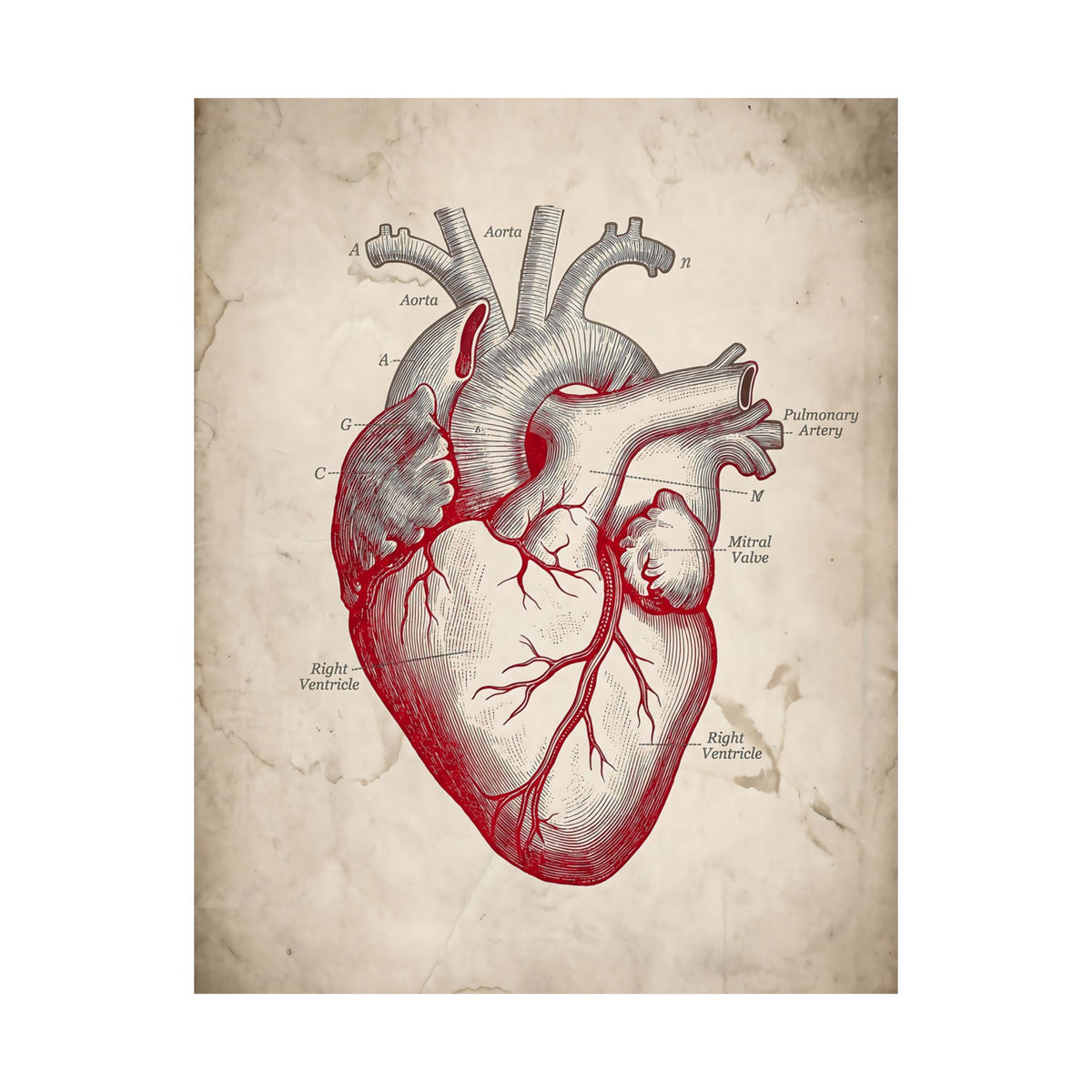 The Anatomical Heart - Wall Art For Doctor Office | Matte Poster