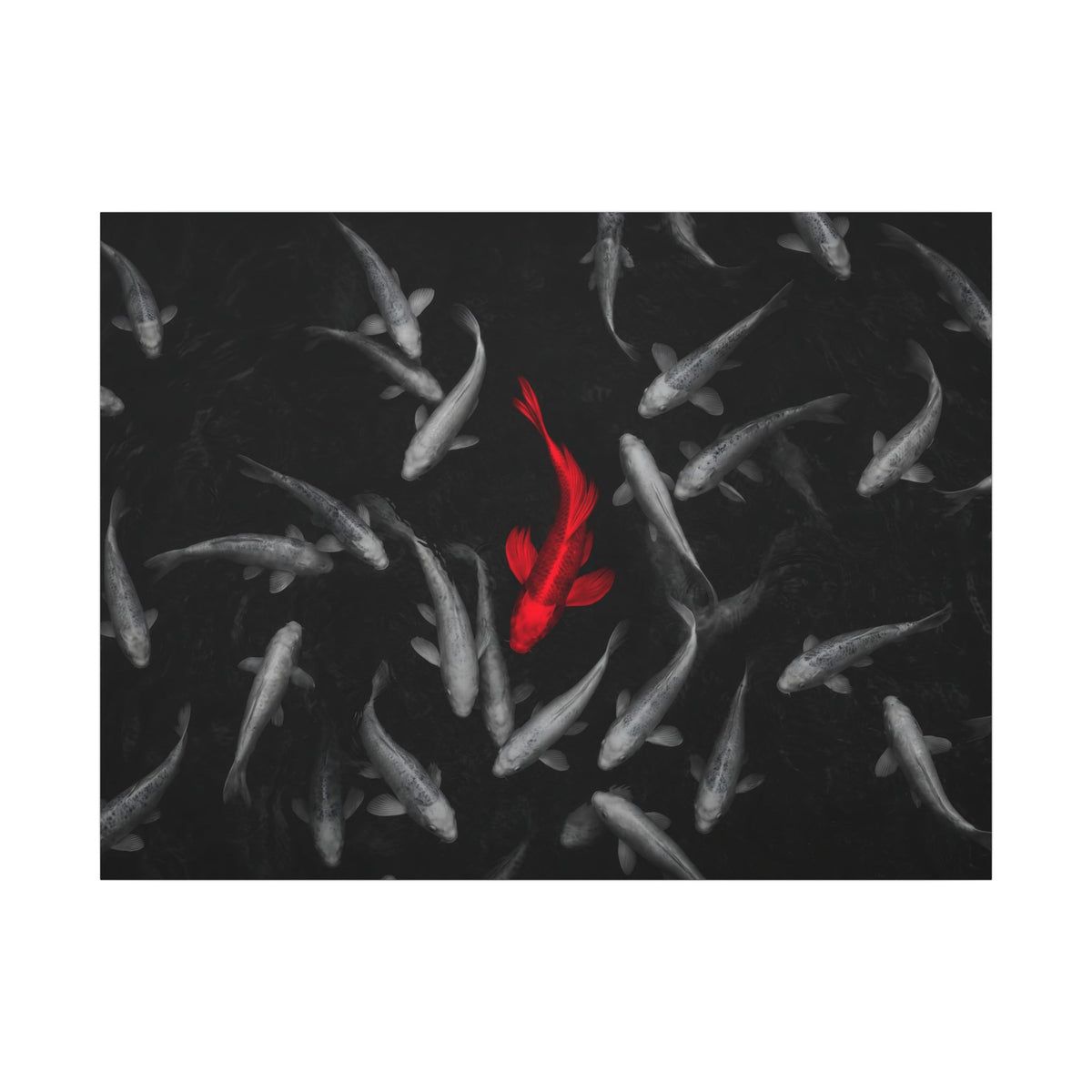 The Red Koi - Red And Black Wall Art | Canvas (Landscape)