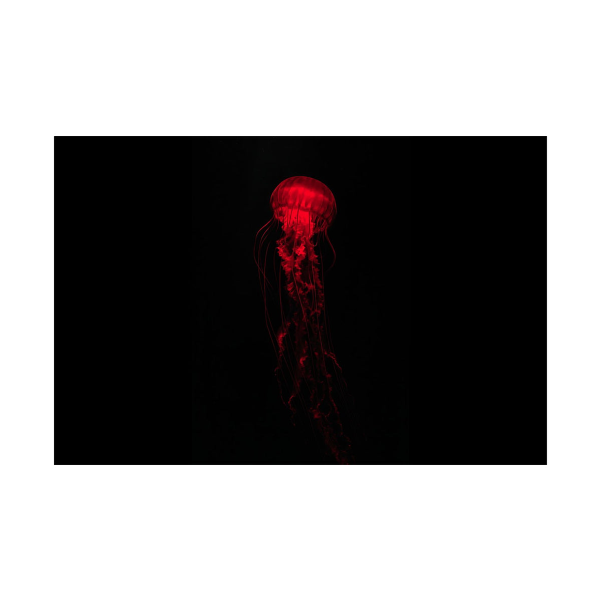 The Drifter - Red Wall Art Decor | Matte Poster (Landscape)