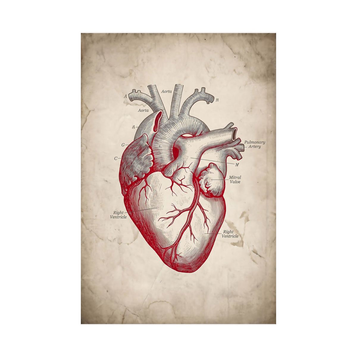 The Anatomical Heart - Wall Art For Doctor Office | Matte Poster