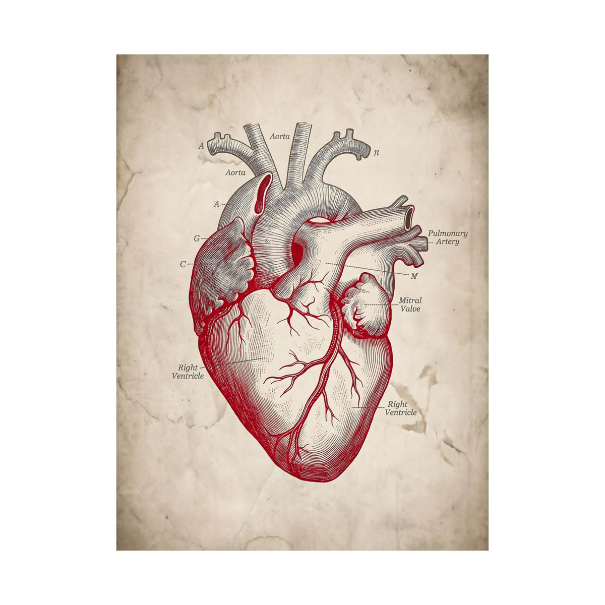 The Anatomical Heart - Wall Art For Doctor Office | Matte Poster
