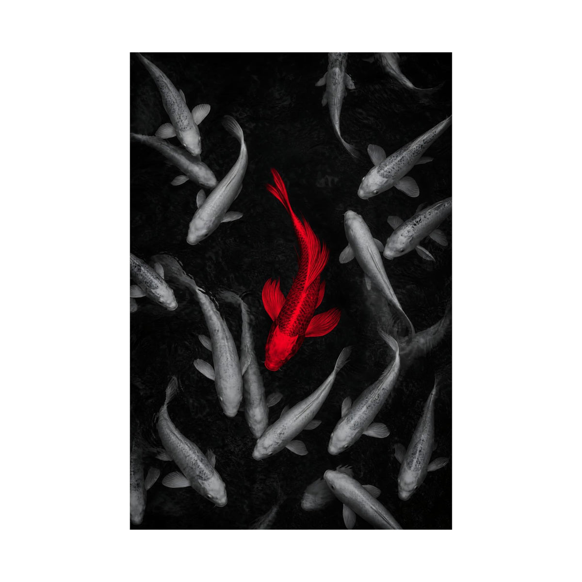 The Red Koi - Red And Black Wall Art | Matte Poster