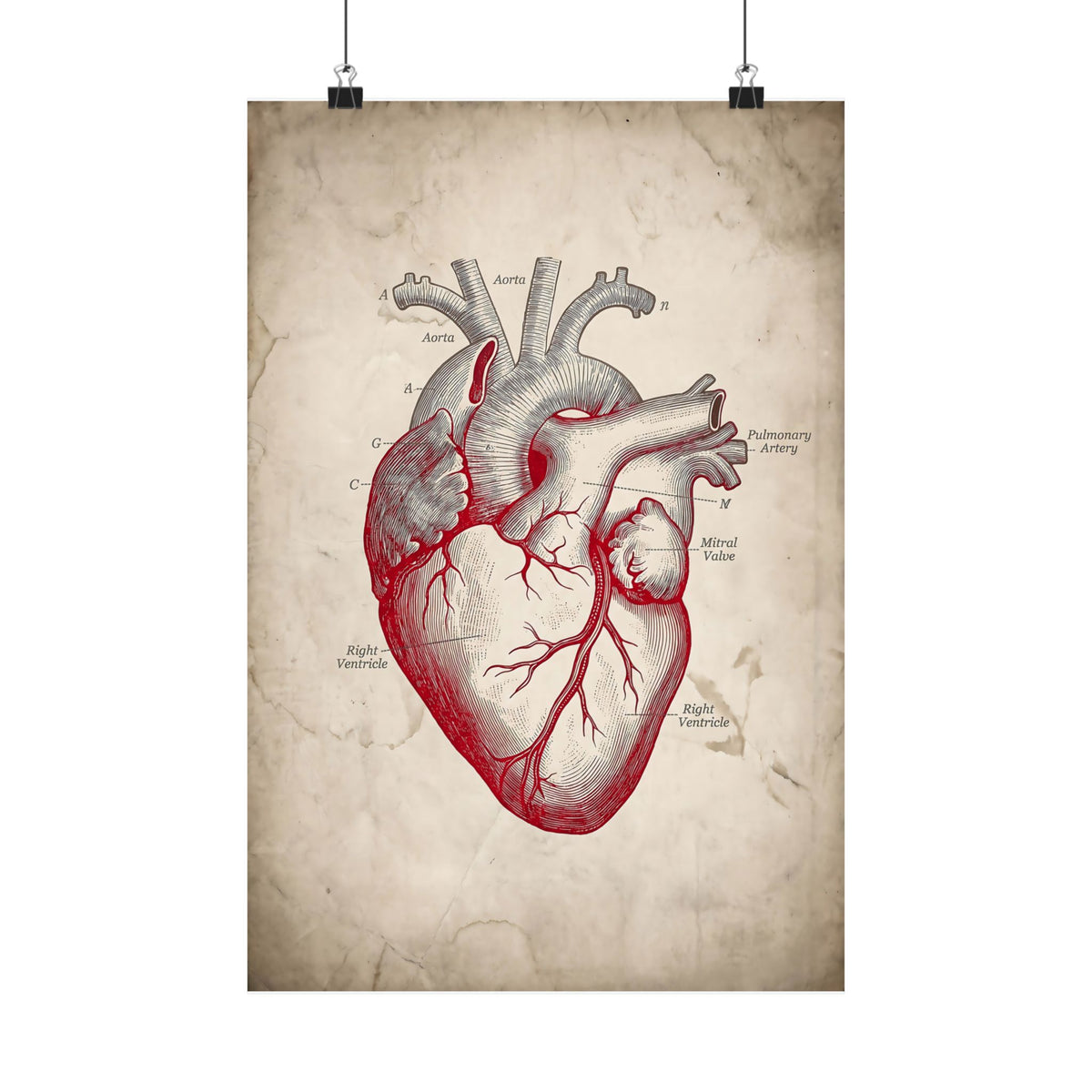 The Anatomical Heart - Wall Art For Doctor Office | Matte Poster
