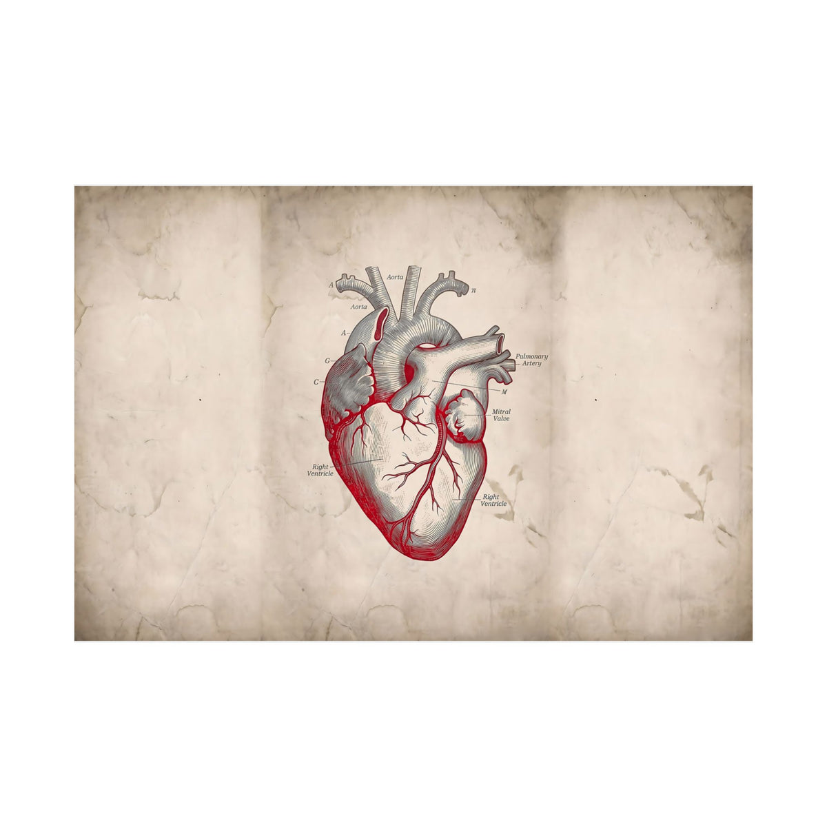 The Anatomical Heart - Wall Art For Doctor Office | Matte Poster (Landscape)