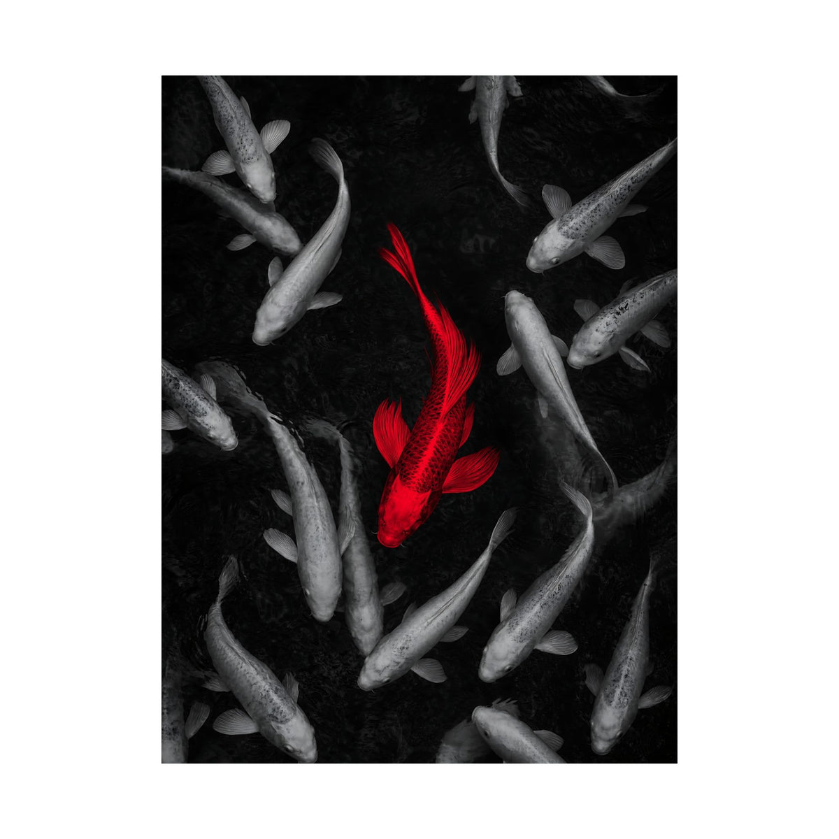 The Red Koi - Red And Black Wall Art | Matte Poster