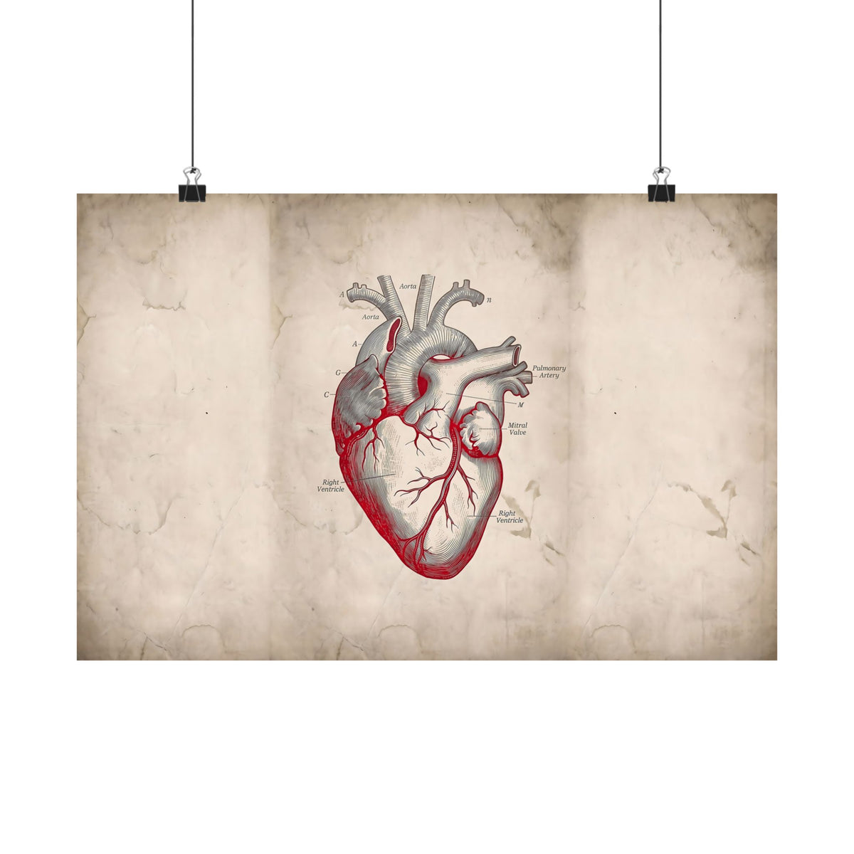 The Anatomical Heart - Wall Art For Doctor Office | Matte Poster (Landscape)