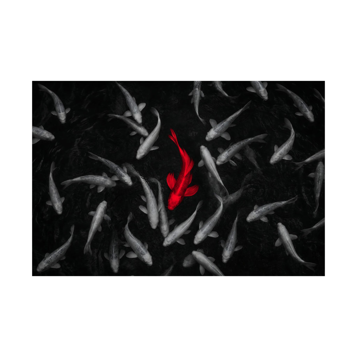 The Red Koi - Red And Black Wall Art | Matte Poster (Landscape)