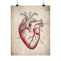 The Anatomical Heart - Wall Art For Doctor Office | Matte Poster
