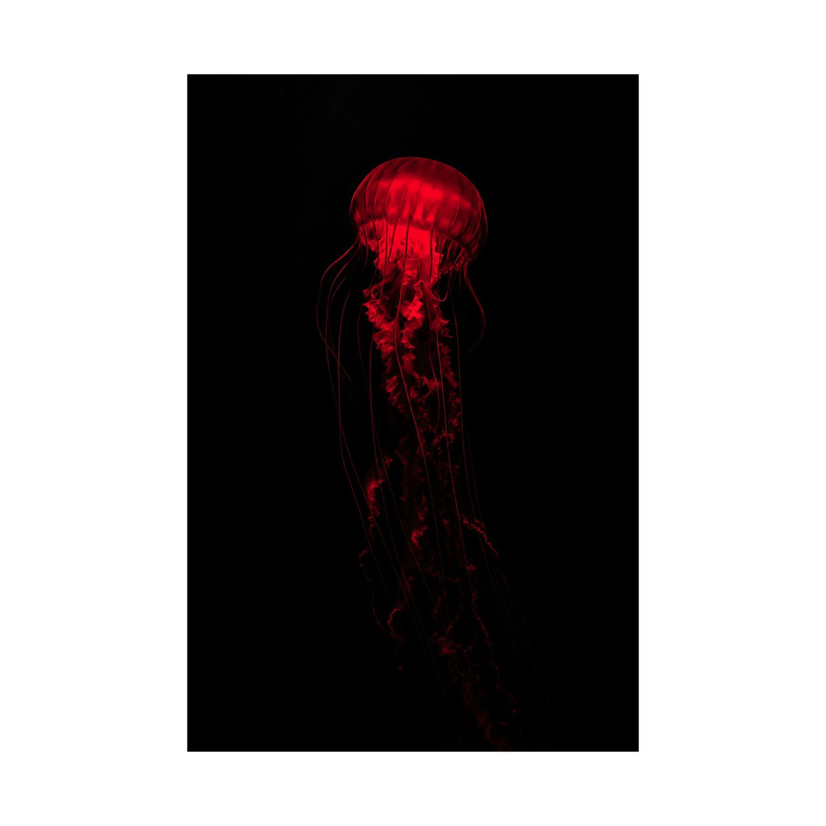 The Drifter - Red Wall Art Decor | Matte Poster