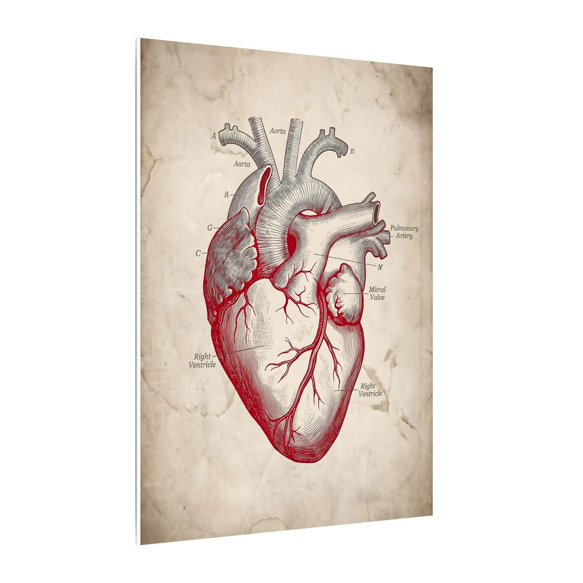 The Anatomical Heart - Wall Art For Doctor Office | Canvas