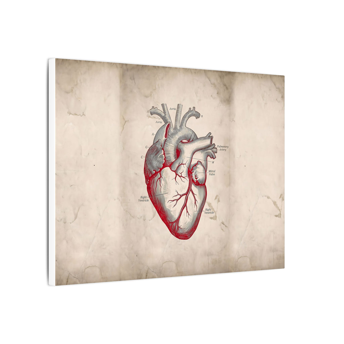 The Anatomical Heart - Wall Art For Doctor Office | Canvas (Landscape)