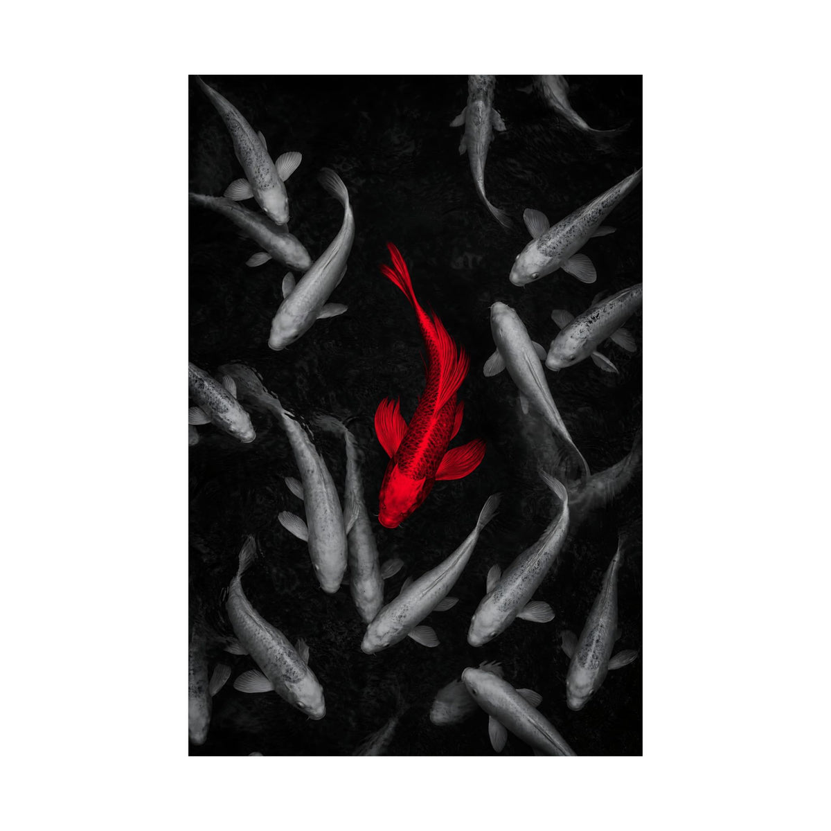 The Red Koi - Red And Black Wall Art | Matte Poster