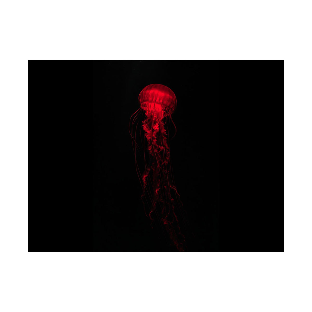 The Drifter - Red Wall Art Decor | Matte Poster (Landscape)