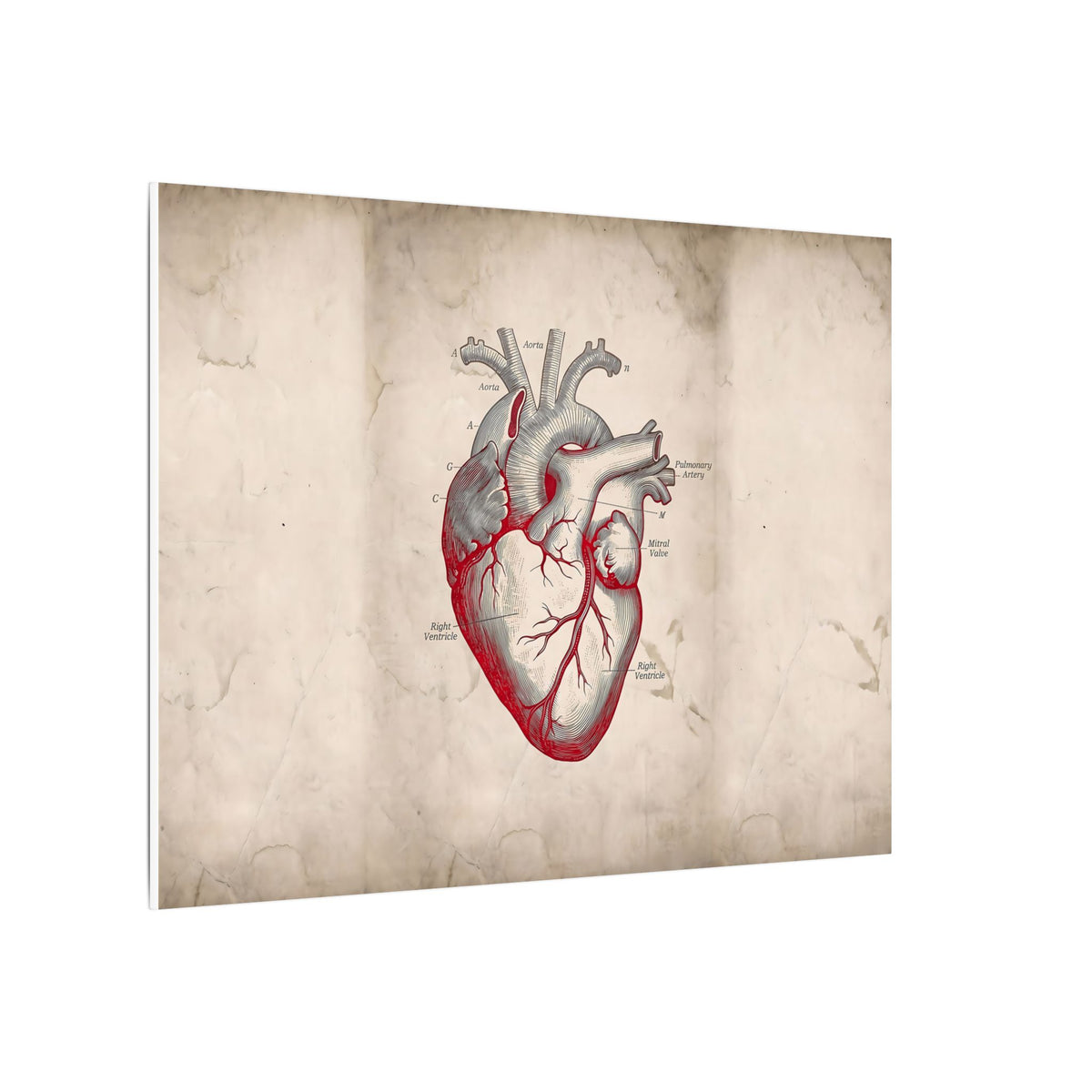 The Anatomical Heart - Wall Art For Doctor Office | Canvas (Landscape)