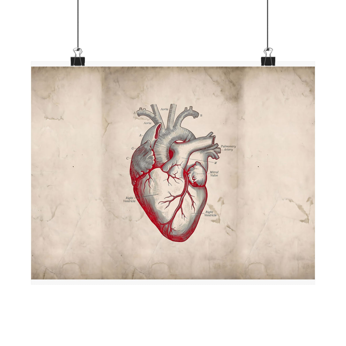 The Anatomical Heart - Wall Art For Doctor Office | Matte Poster (Landscape)